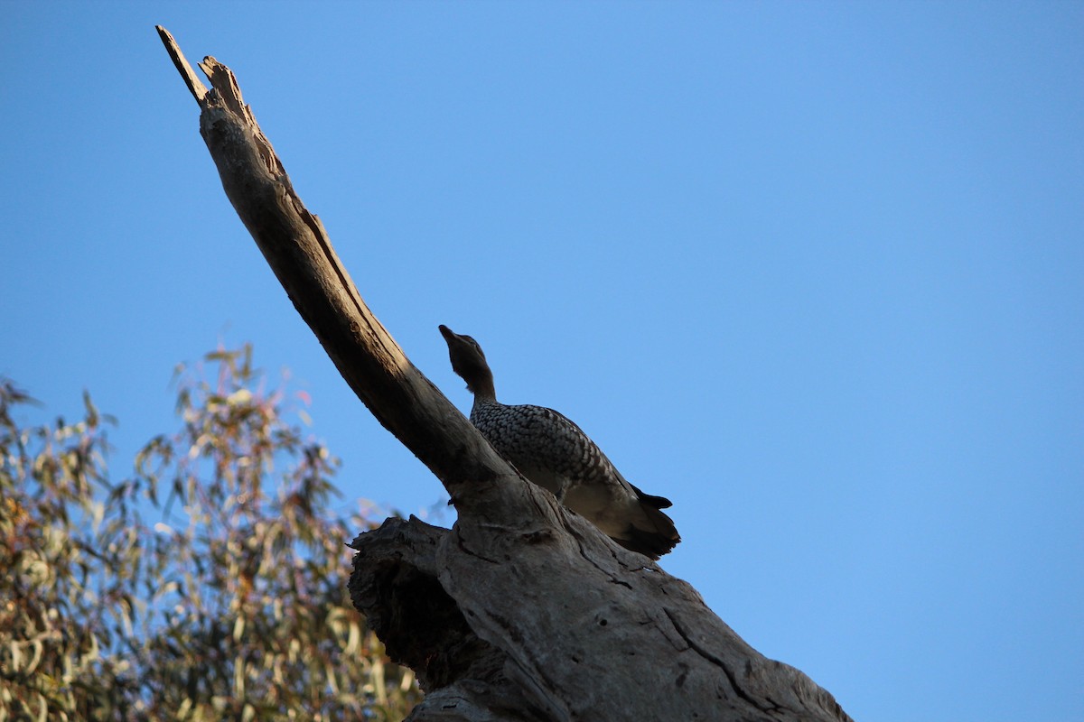Maned Duck - ML643071212