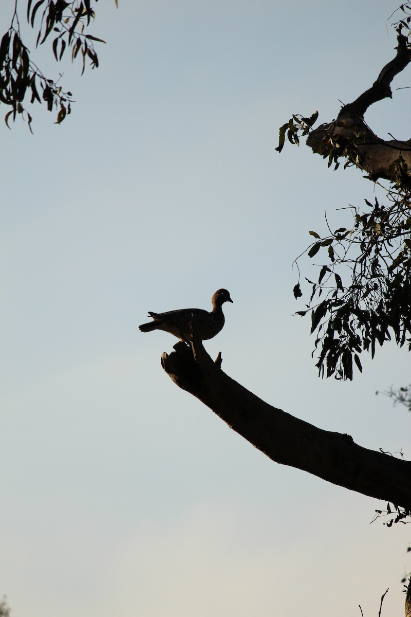 Maned Duck - ML643071213