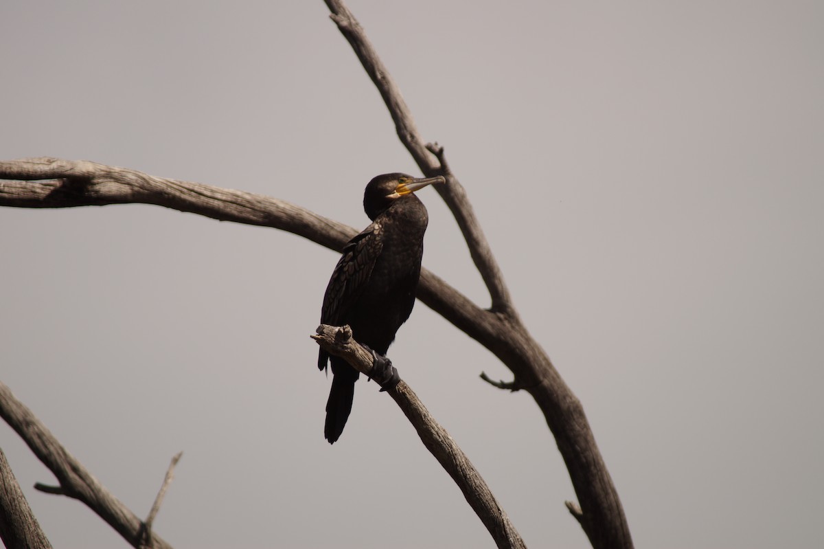Great Cormorant - ML643071214