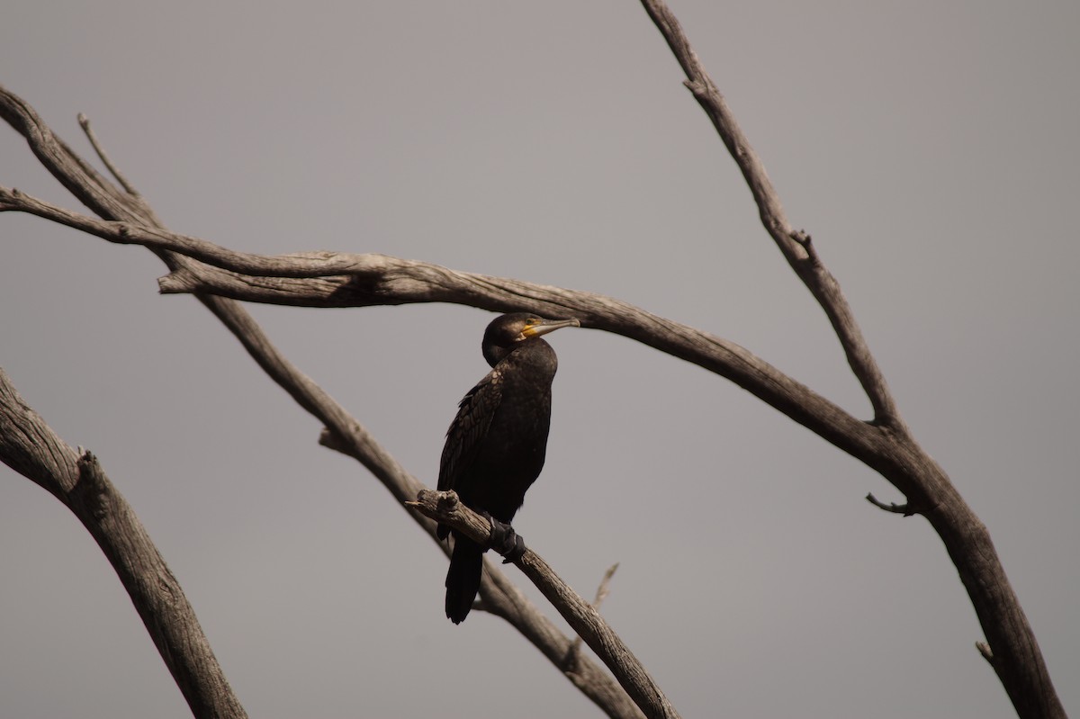 Great Cormorant - ML643071219