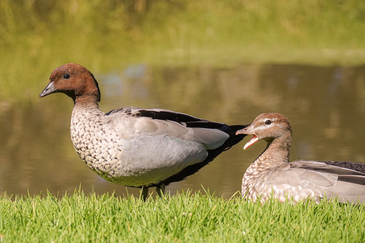 Maned Duck - ML643071221