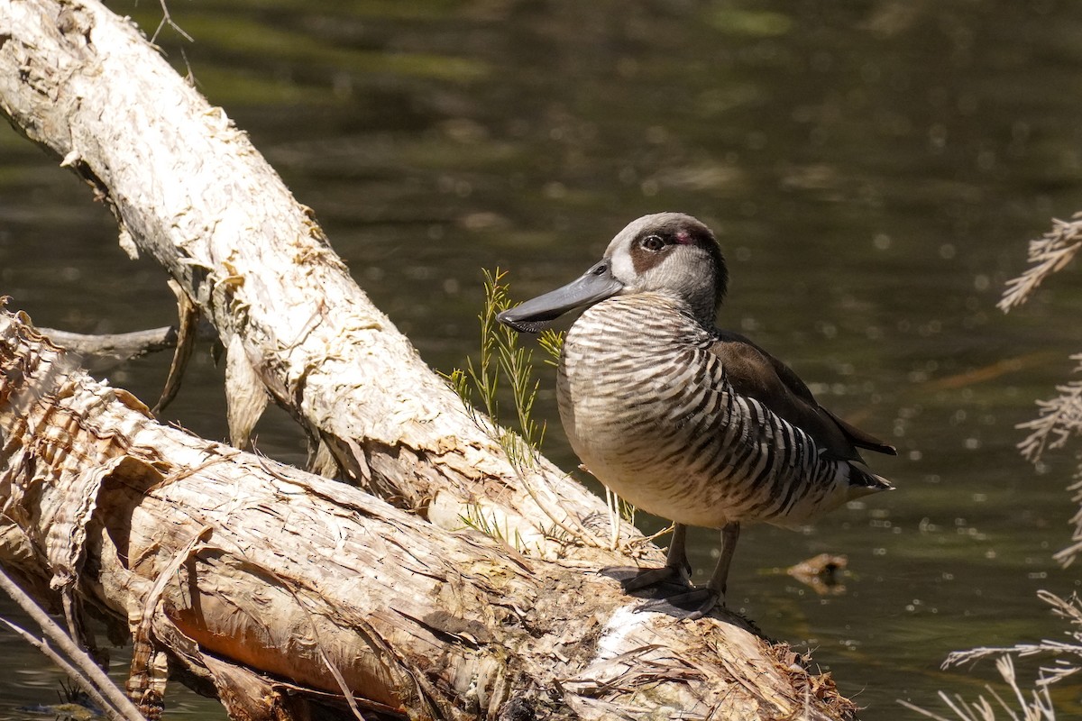 Pink-eared Duck - ML643071224
