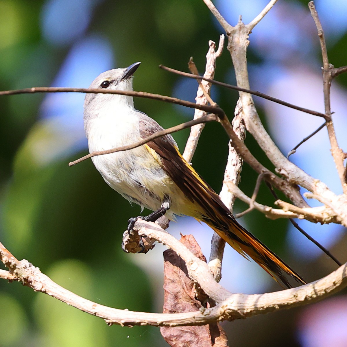 Small Minivet - ML643071228