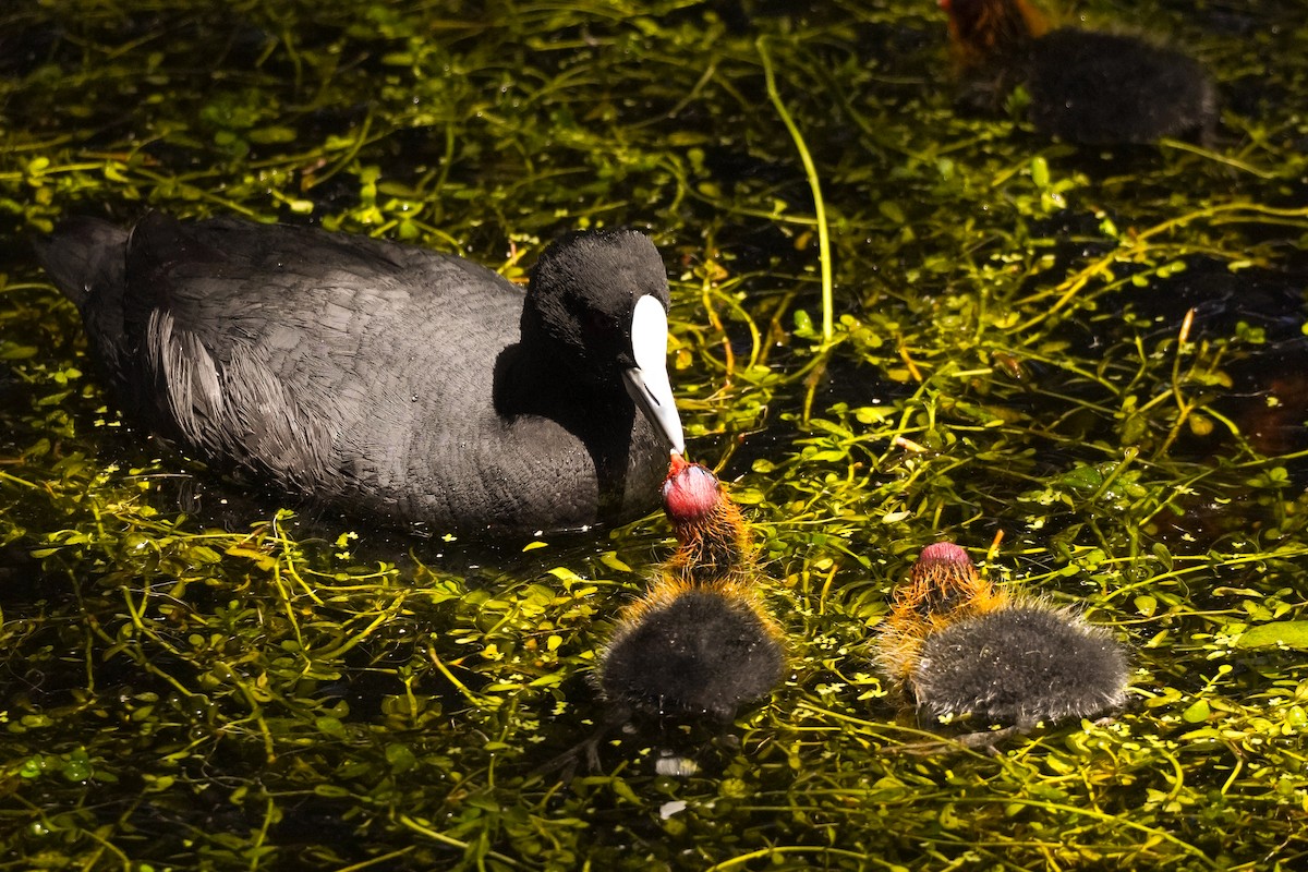 Eurasian Coot - ML643071230