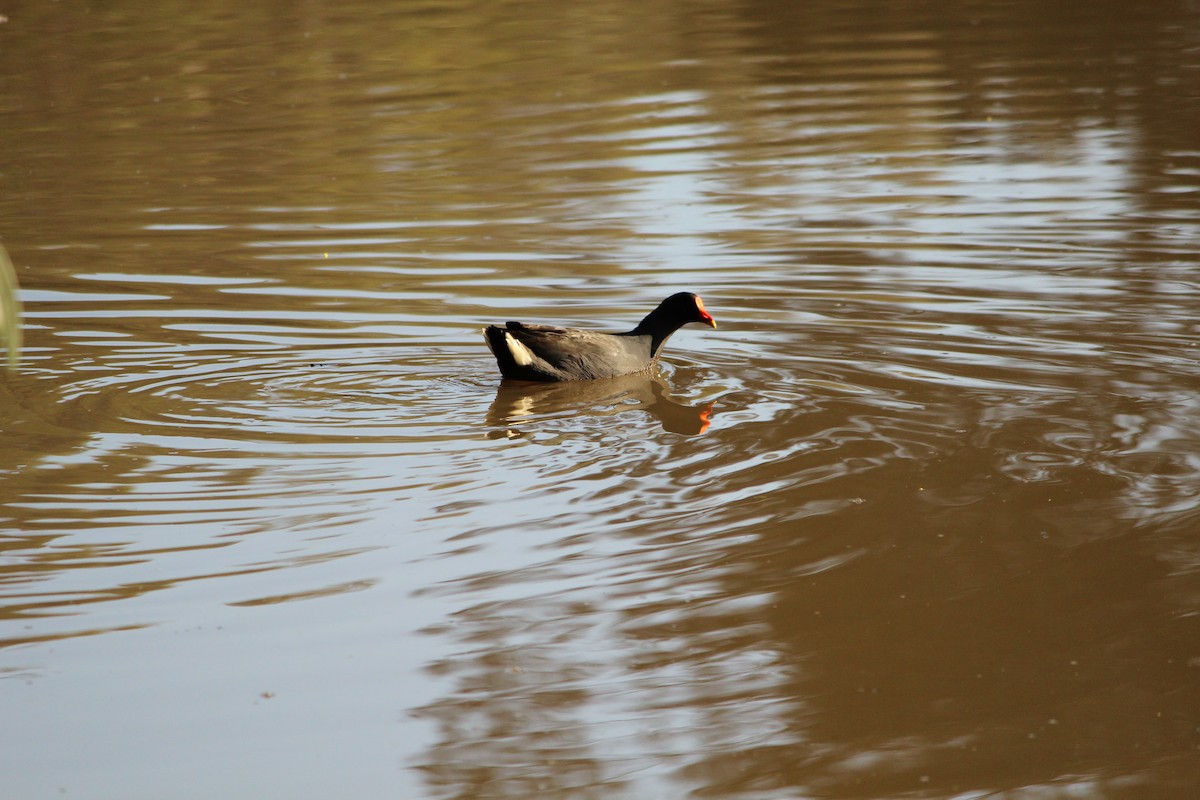 Dusky Moorhen - ML643071232