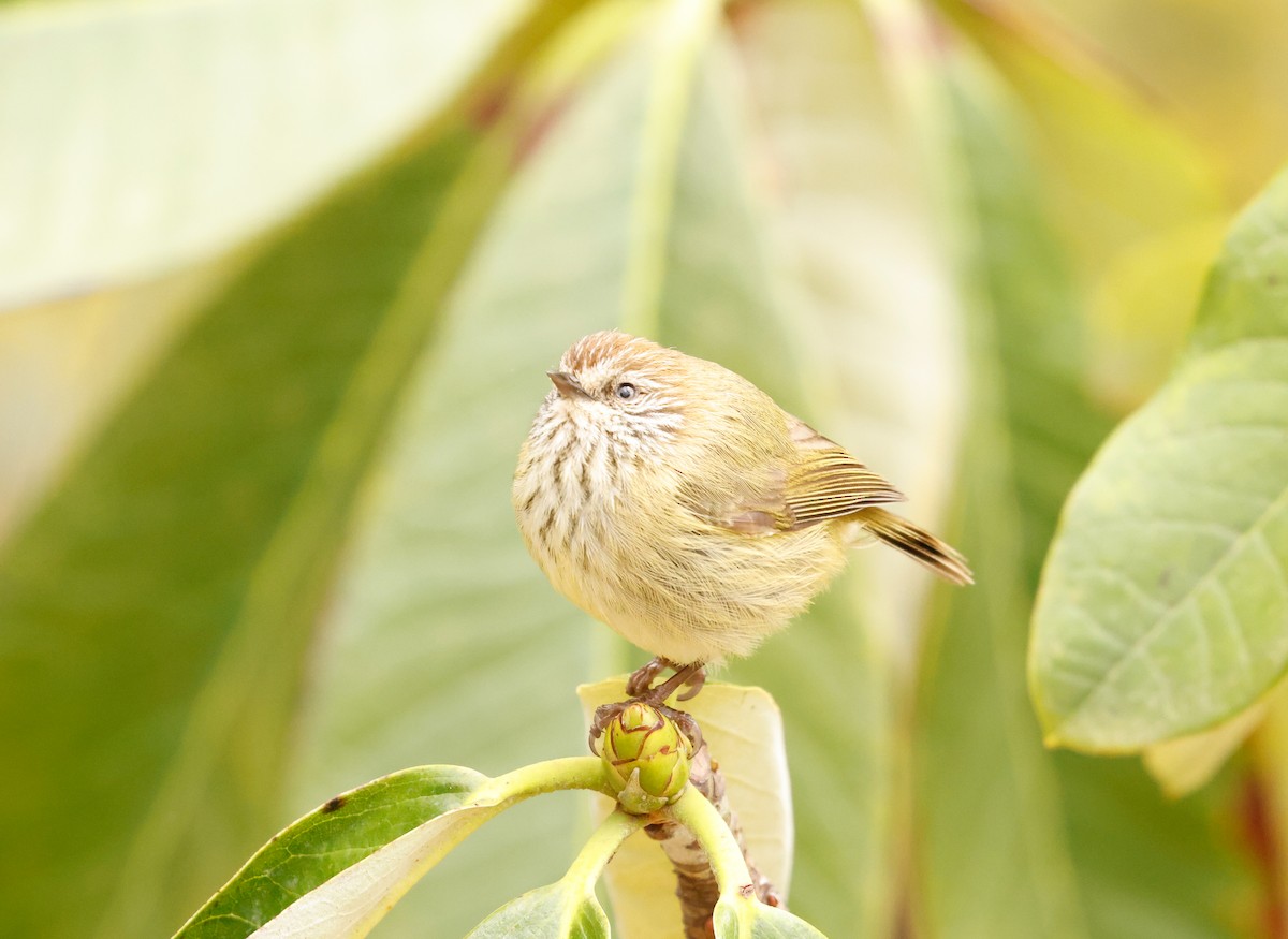 Striated Thornbill - ML643071238