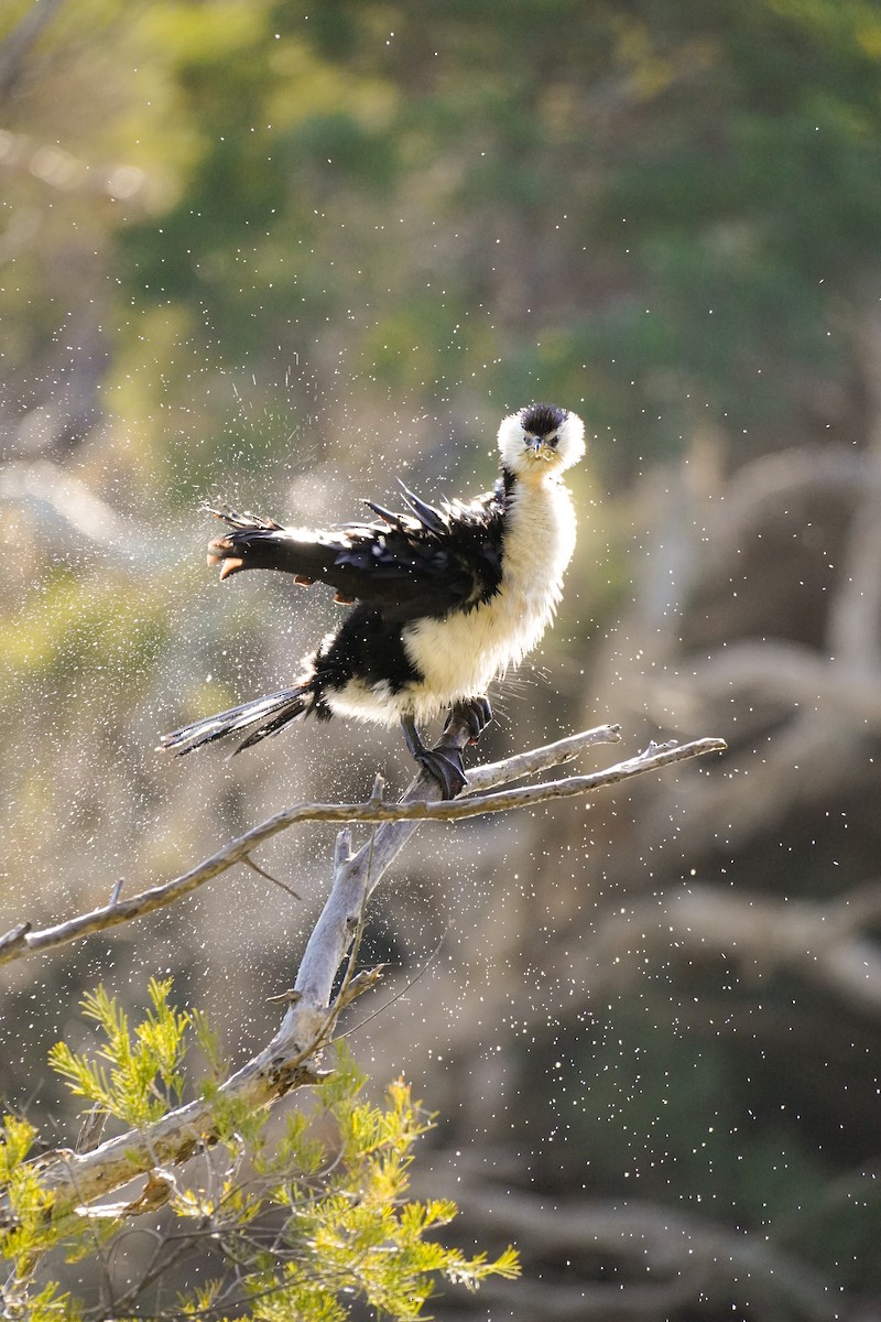 Little Pied Cormorant - ML643071242