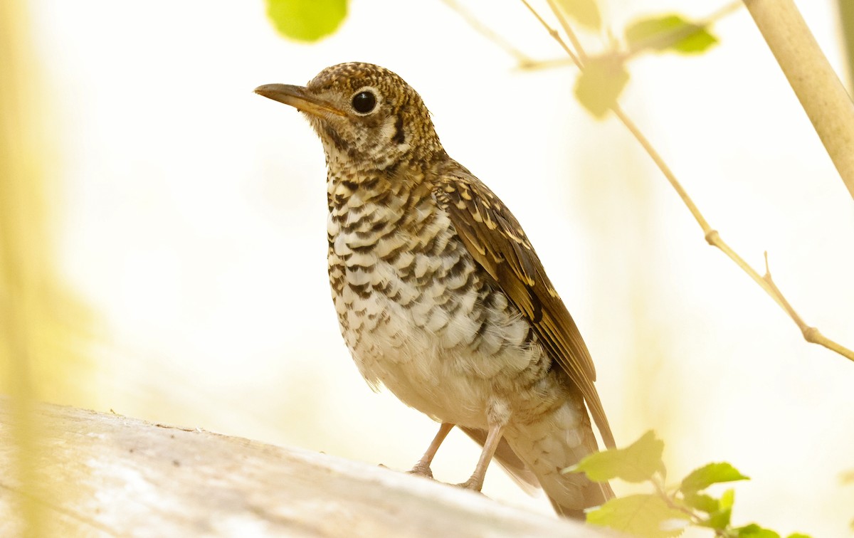 Bassian Thrush - ML643071243