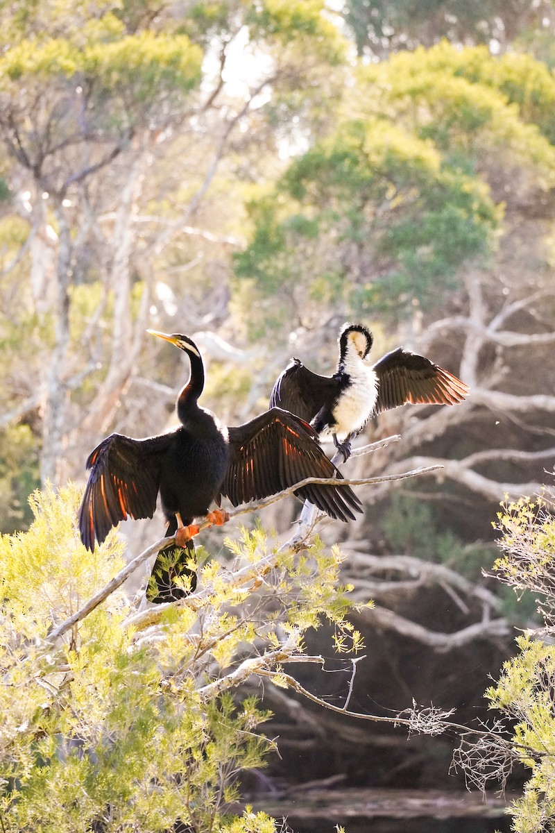 Australasian Darter - ML643071268