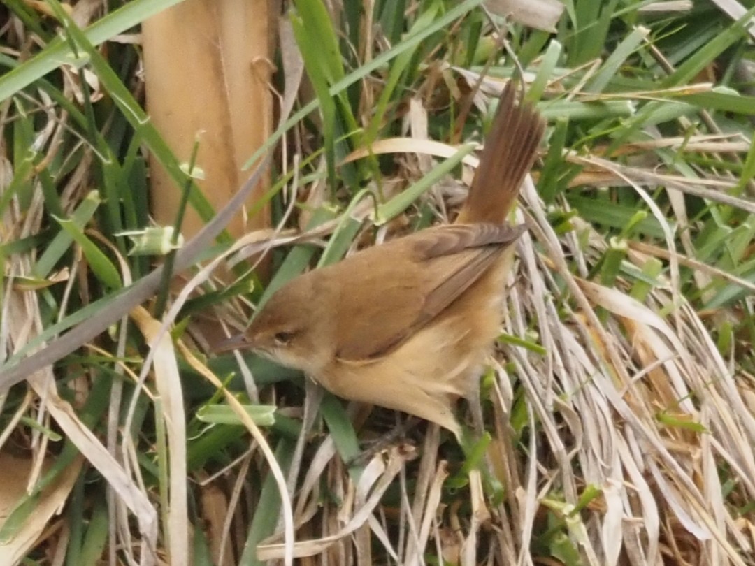Australian Reed Warbler - ML643071269
