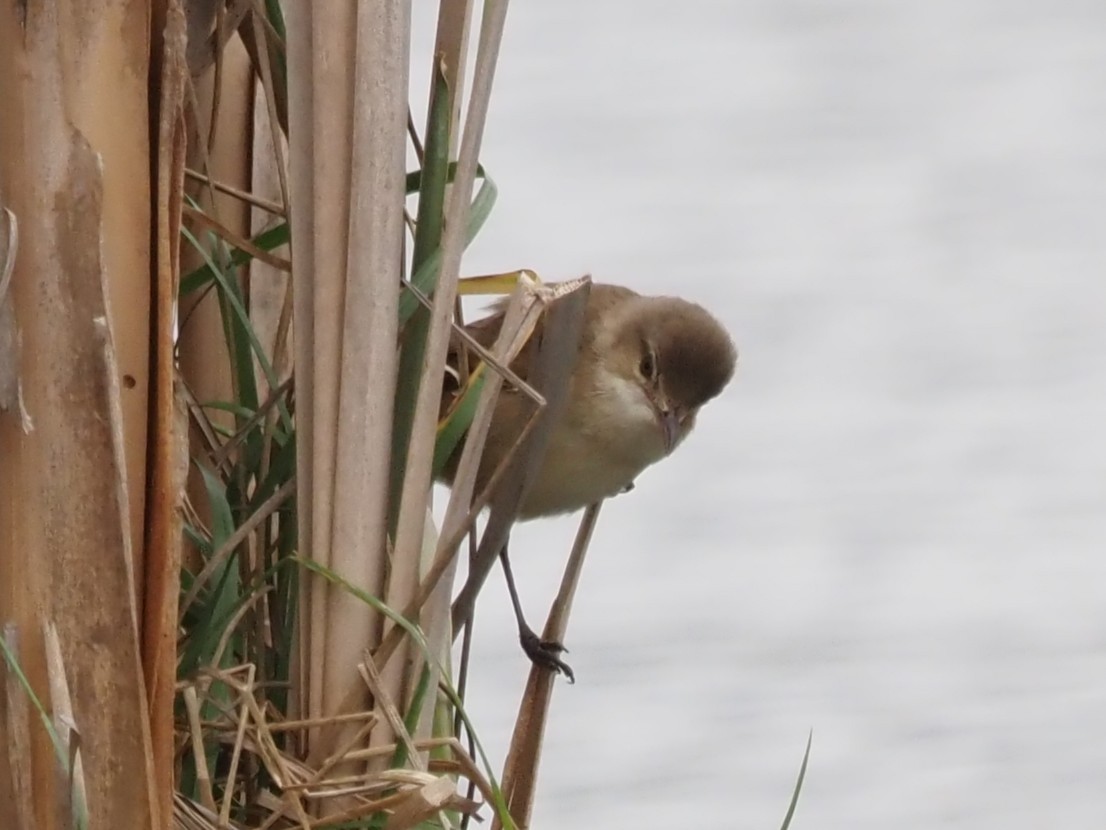 Australian Reed Warbler - ML643071270