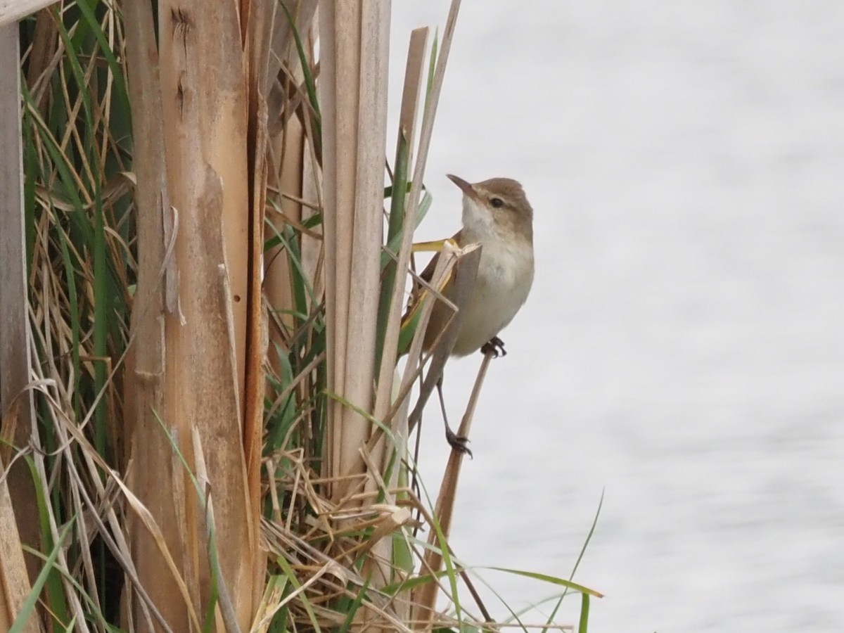 Australian Reed Warbler - ML643071271