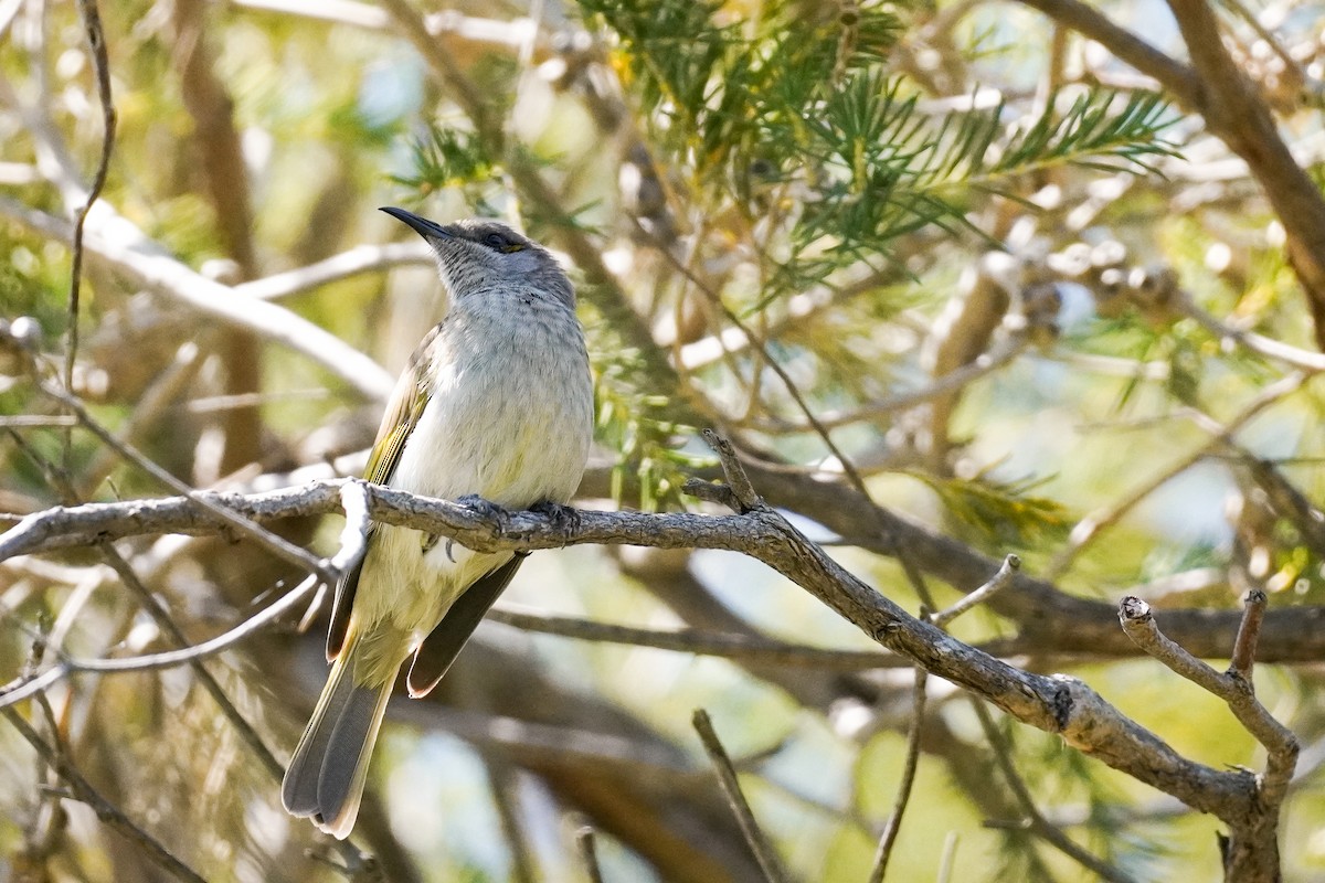 Brown Honeyeater - ML643071287