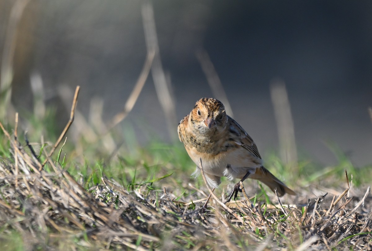 Lapland Longspur - ML643071289