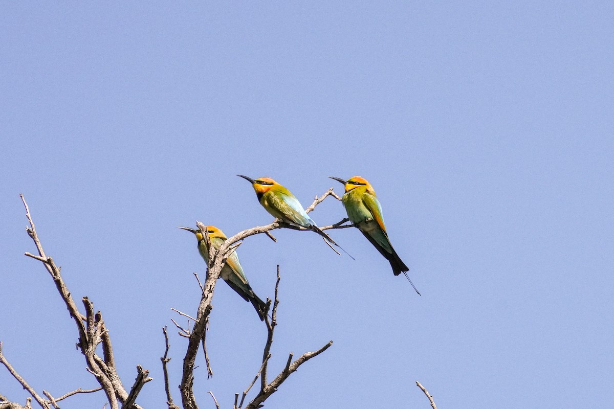 Rainbow Bee-eater - ML643071299
