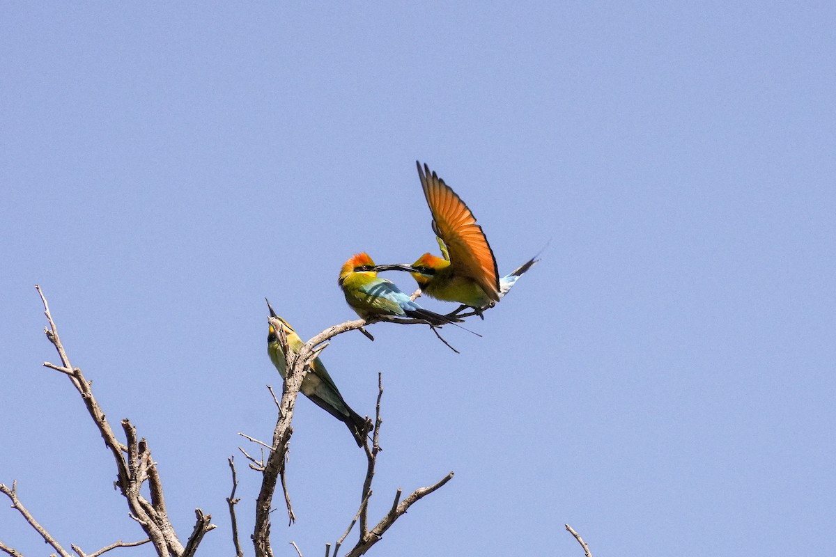 Rainbow Bee-eater - ML643071300