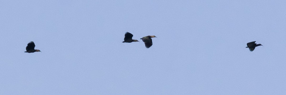 Olive Ibis - ML643071338