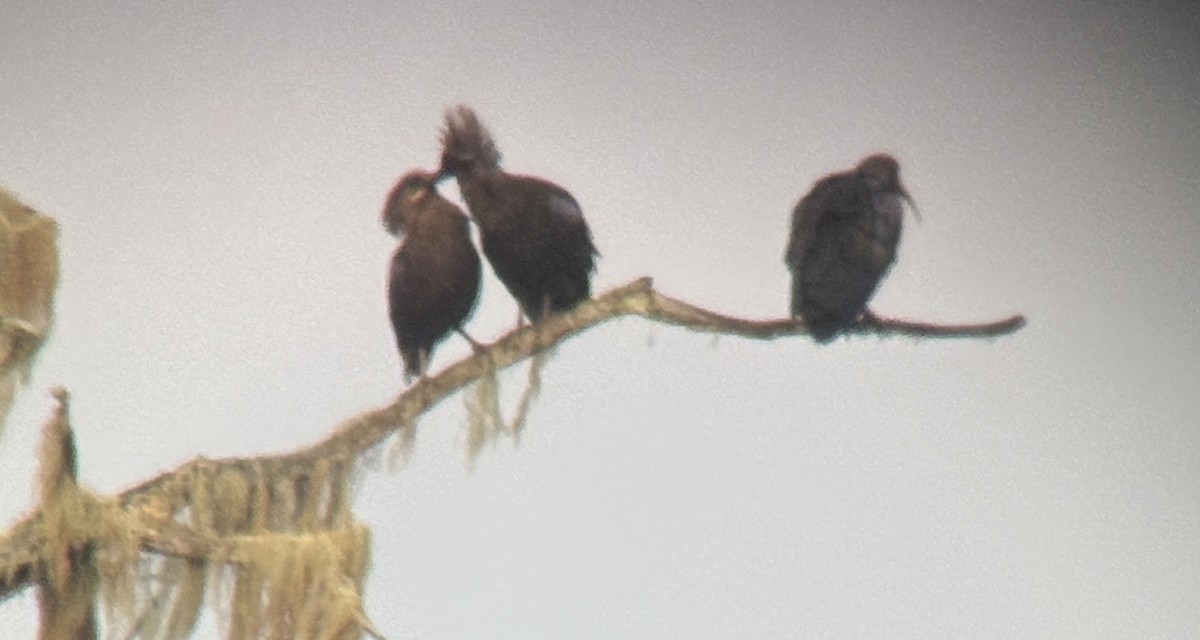 Olive Ibis - ML643071339