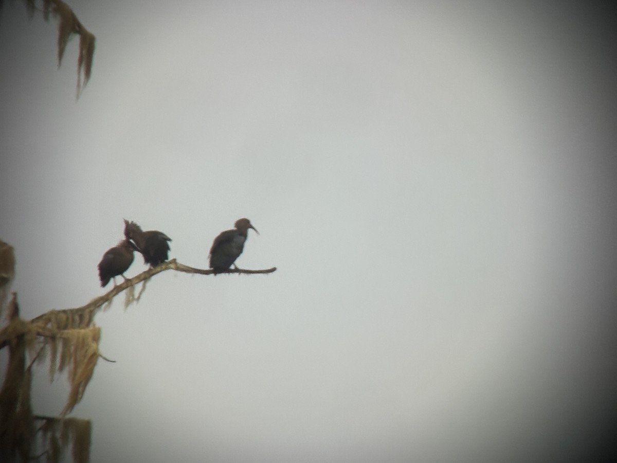 Olive Ibis - ML643071340