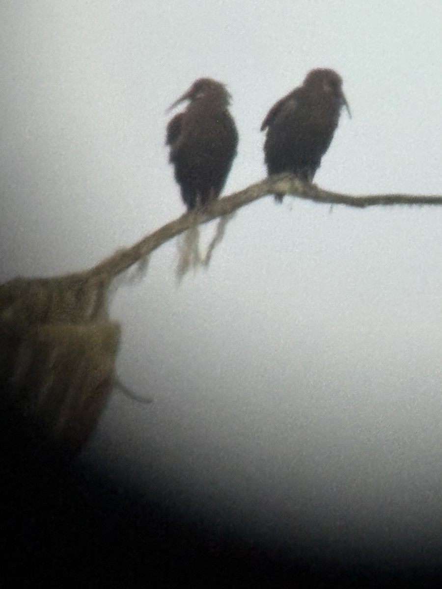 Olive Ibis - ML643071341