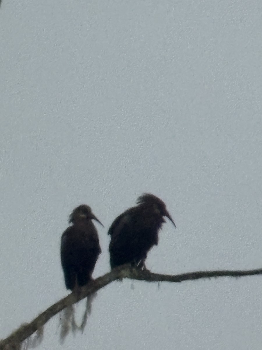 Olive Ibis - ML643071342