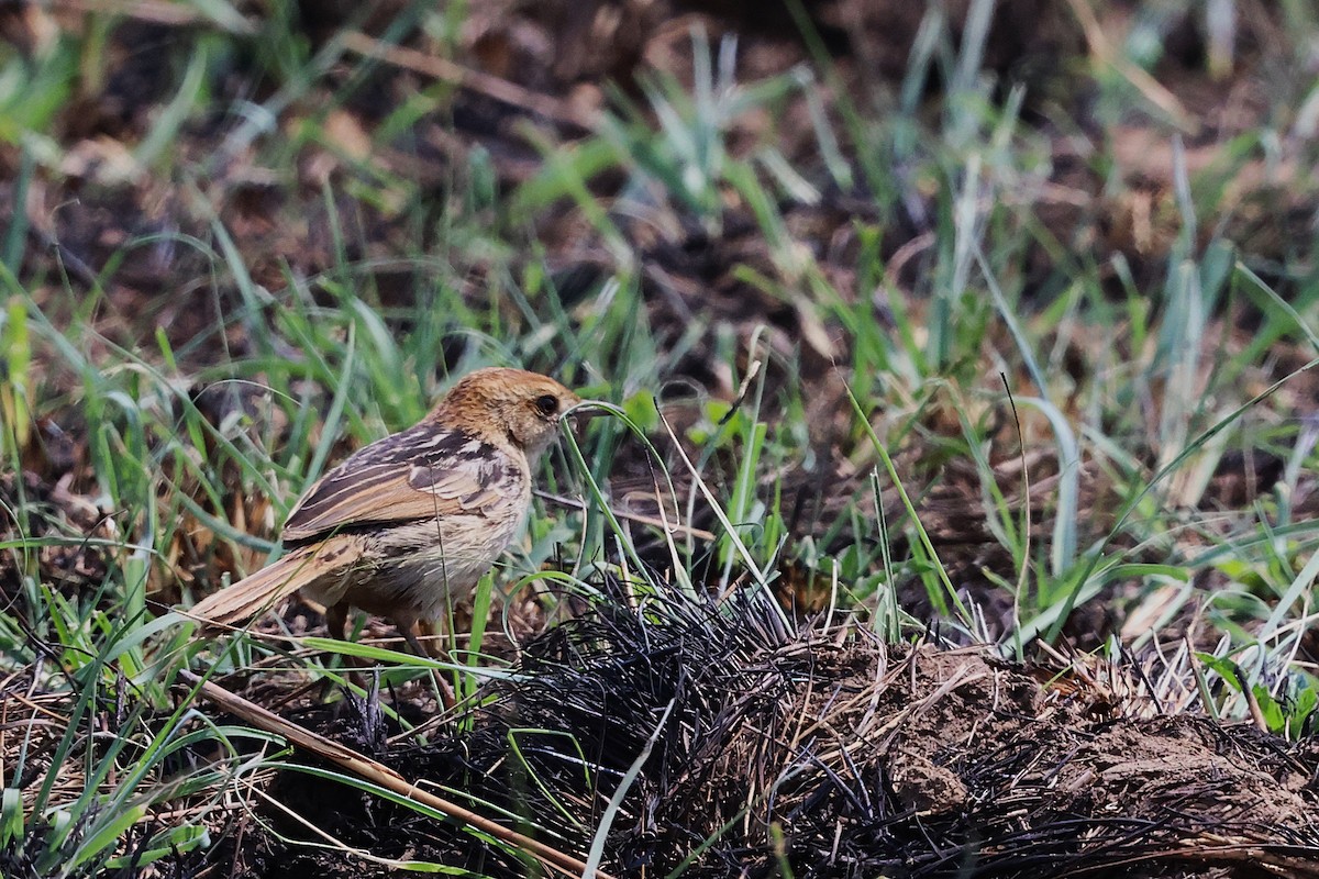 Levaillant's Cisticola - ML643071364