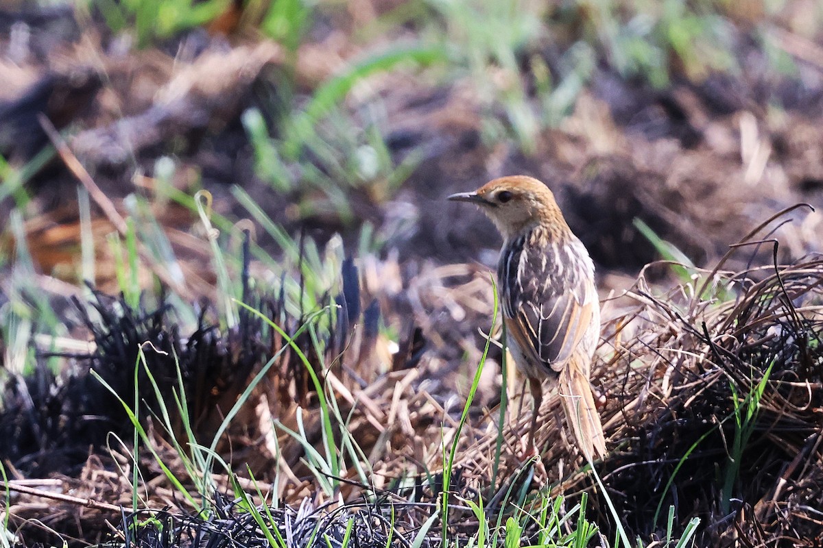 Levaillant's Cisticola - ML643071365