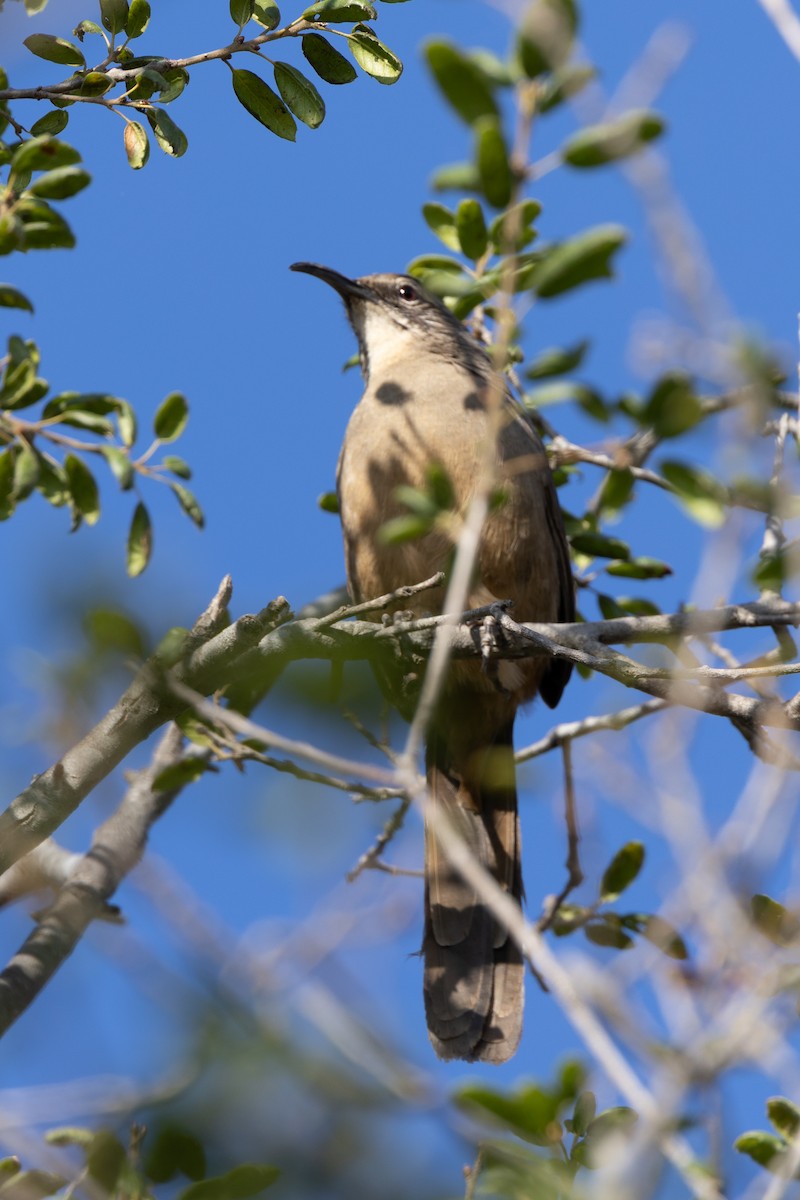 California Thrasher - ML643071370