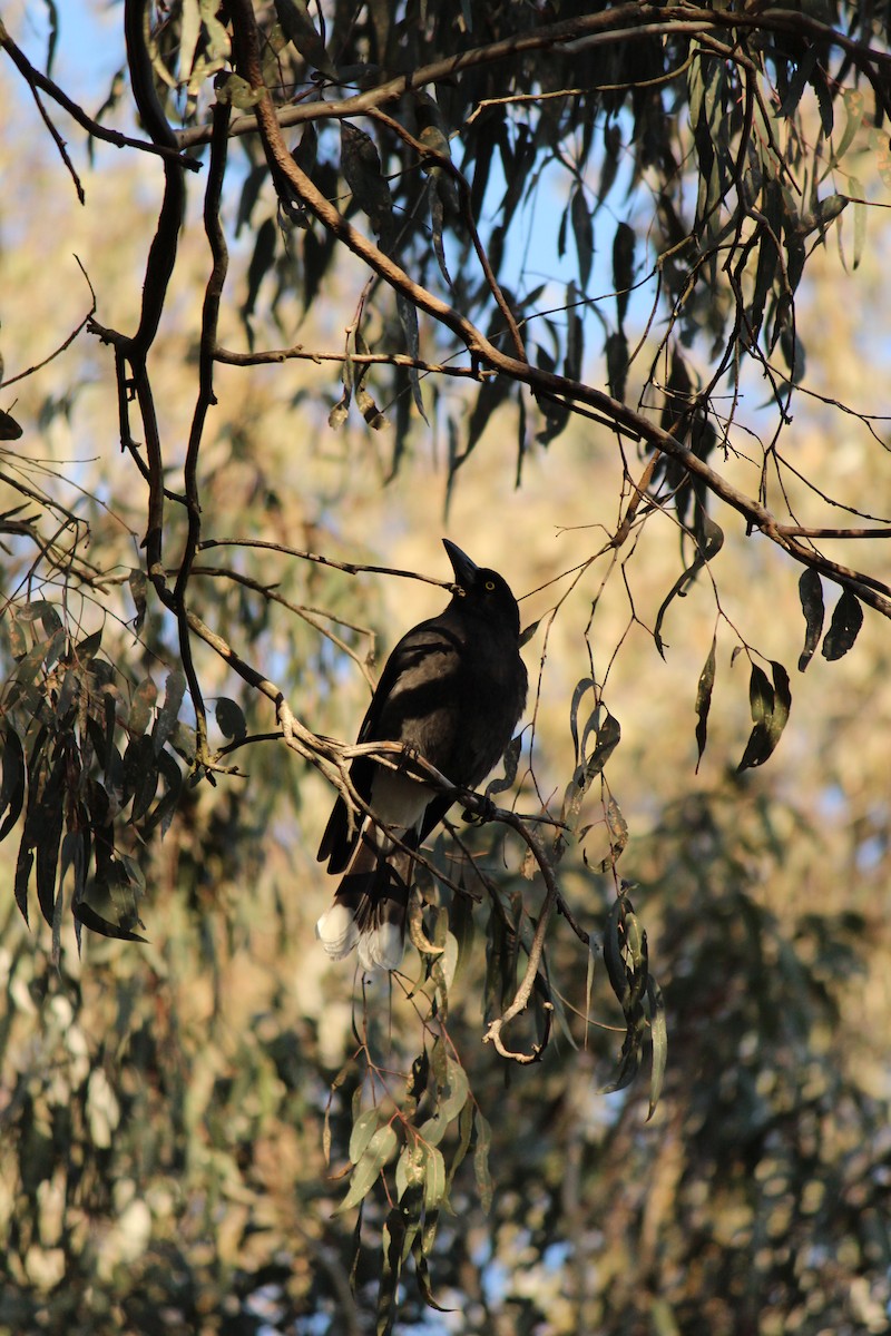 Pied Currawong - ML643071381