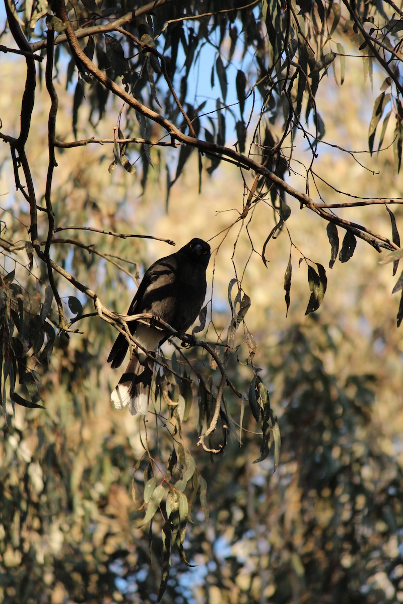 Pied Currawong - ML643071385