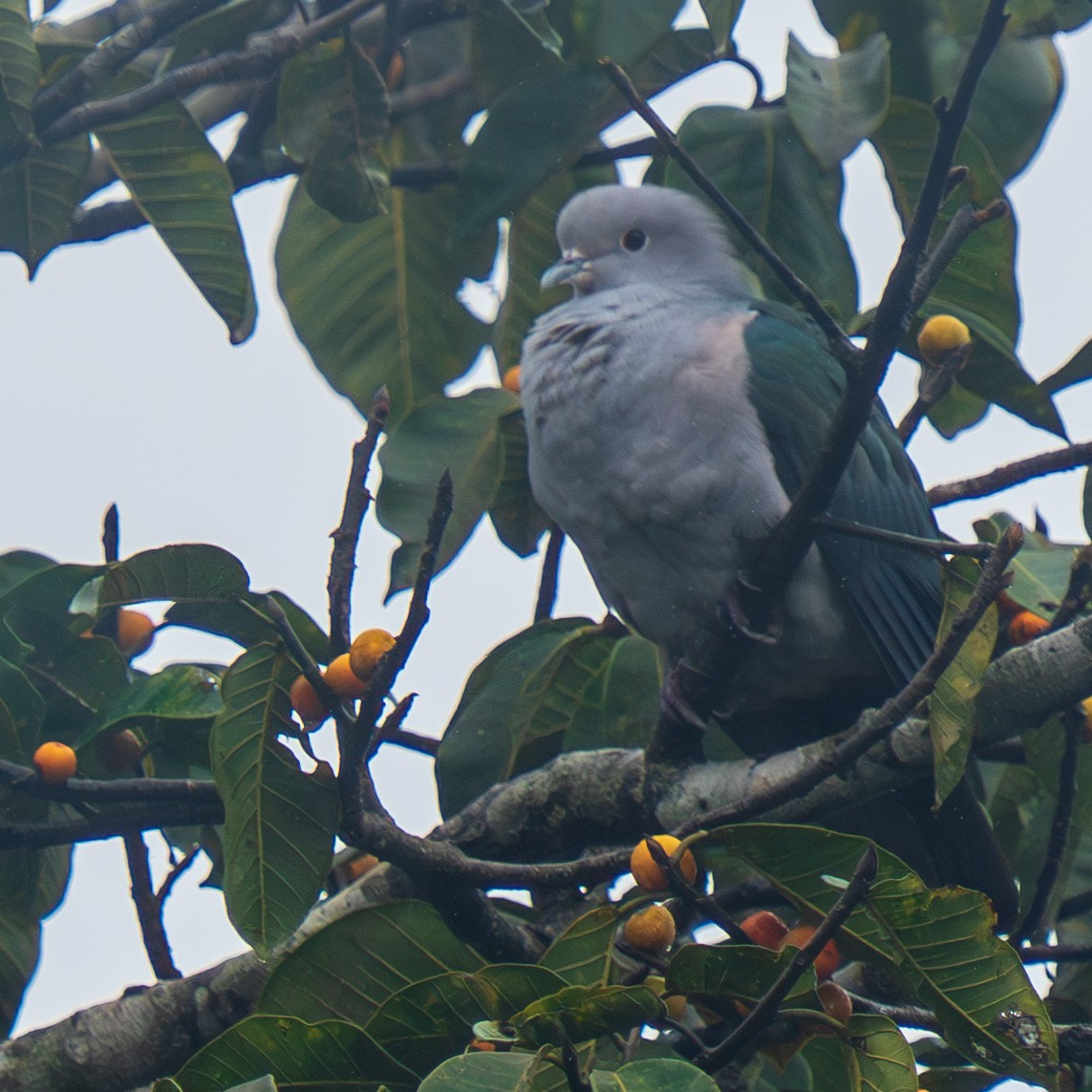 Green Imperial-Pigeon - ML643071397