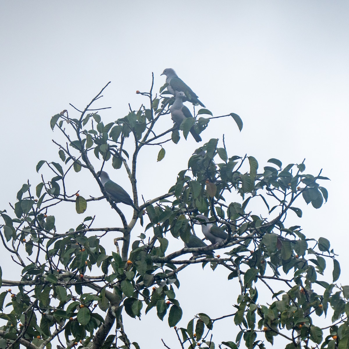 Green Imperial-Pigeon - ML643071419