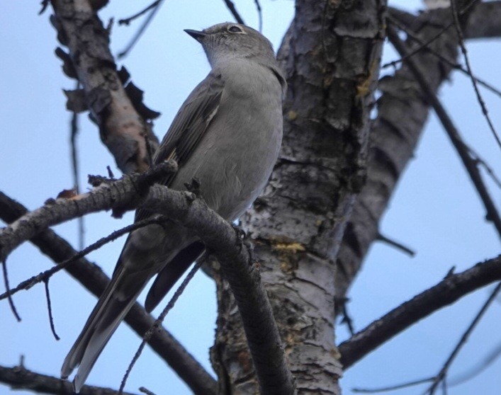 Townsend's Solitaire - ML643071432