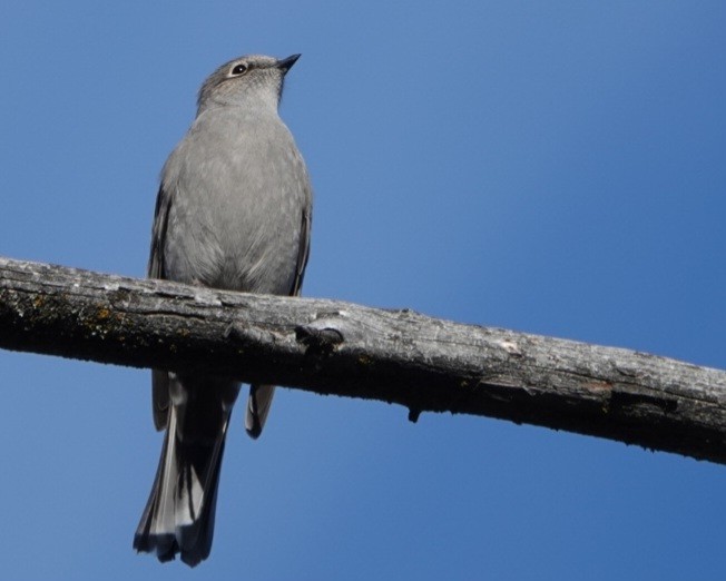 Townsend's Solitaire - ML643071433