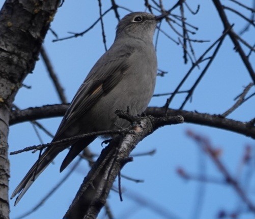 Townsend's Solitaire - ML643071434