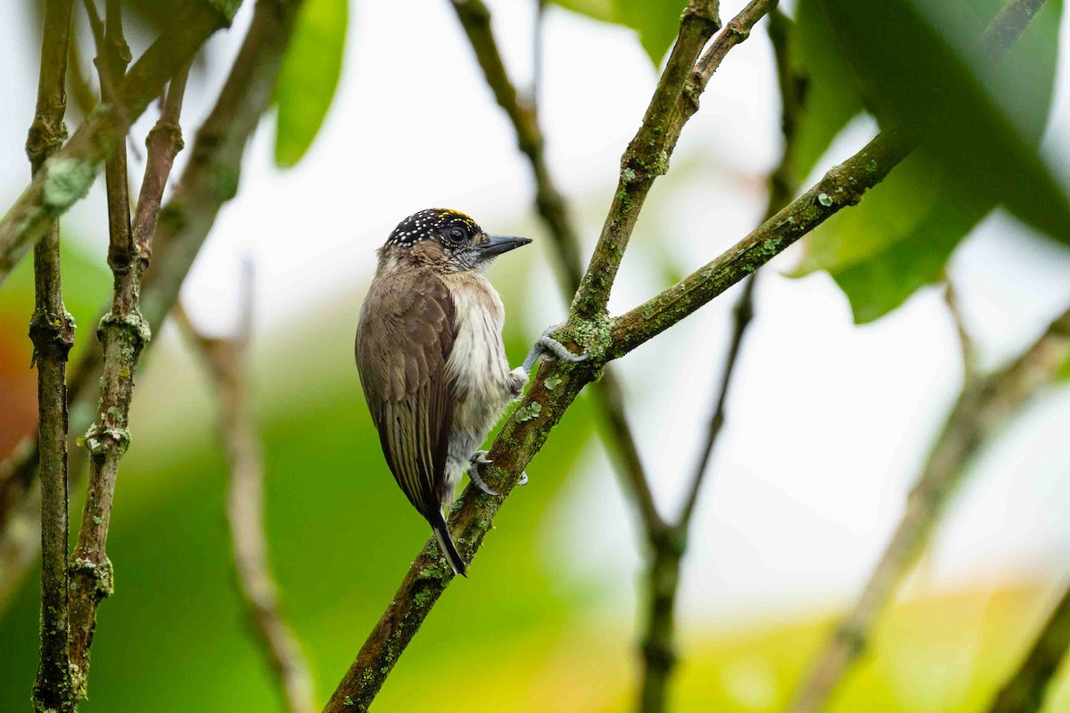 Grayish Piculet - ML643071458