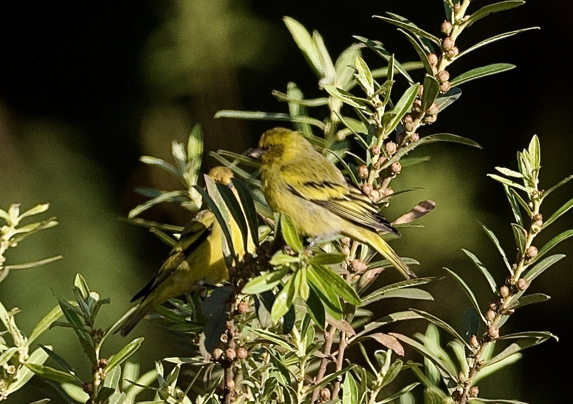 Yellow-crowned Canary - ML643071459