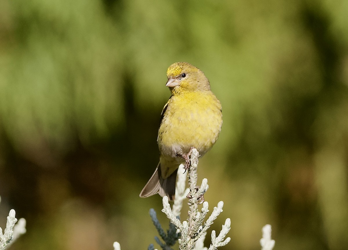 Yellow-crowned Canary - ML643071460
