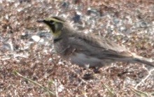Horned Lark - ML643071466