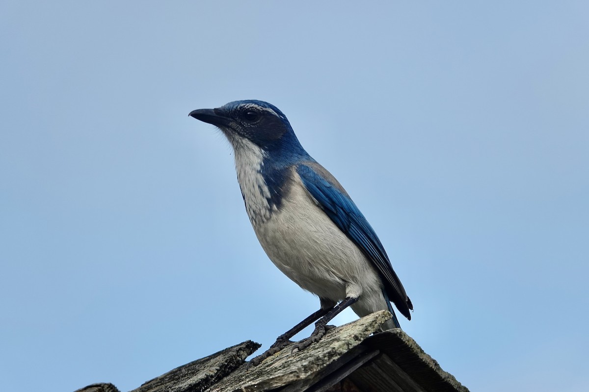 California Scrub-Jay - ML643071467
