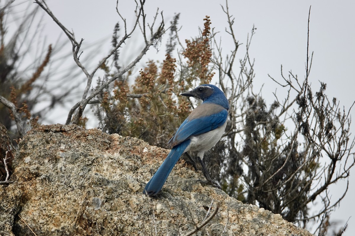 California Scrub-Jay - ML643071468