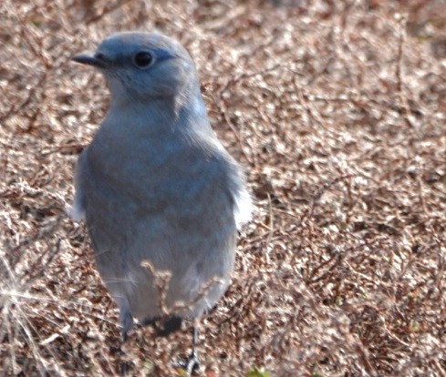 Mountain Bluebird - ML643071470