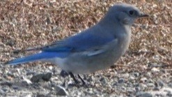 Mountain Bluebird - ML643071471
