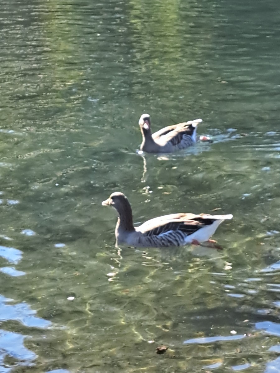 husa velká - ML643071472