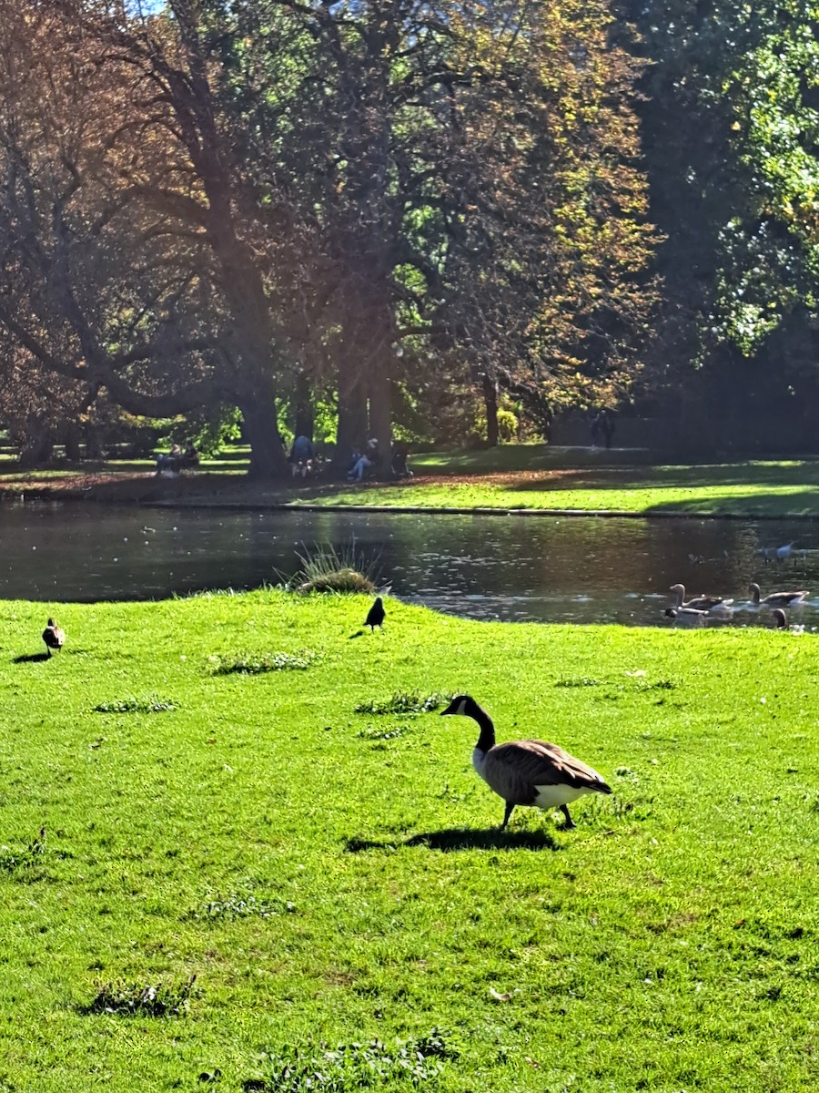 berneška velká - ML643071474