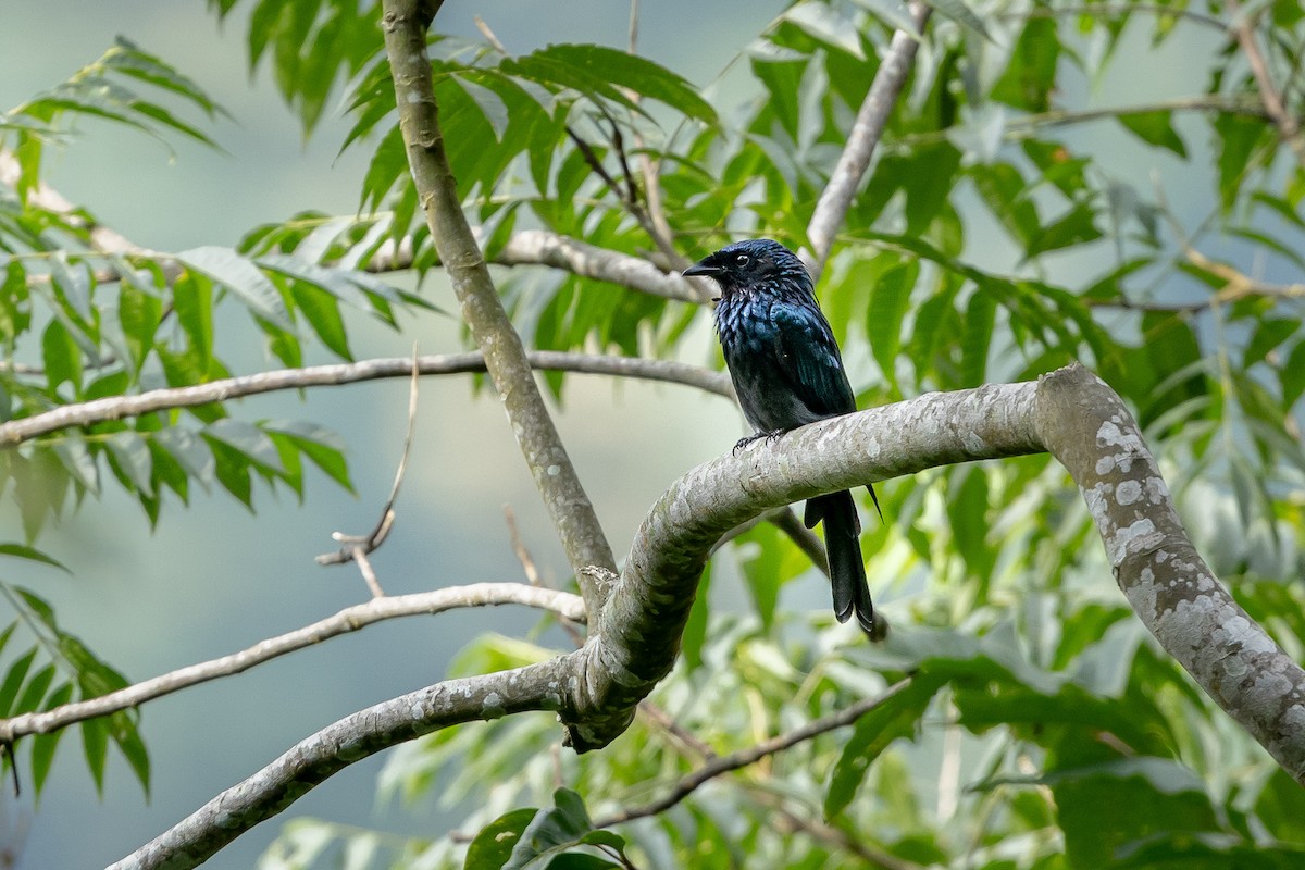 Bronzed Drongo - ML643071492