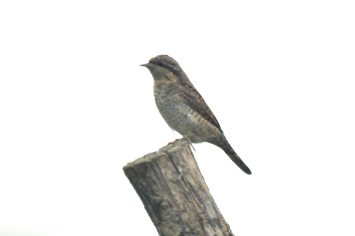 Eurasian Wryneck - ML643071536