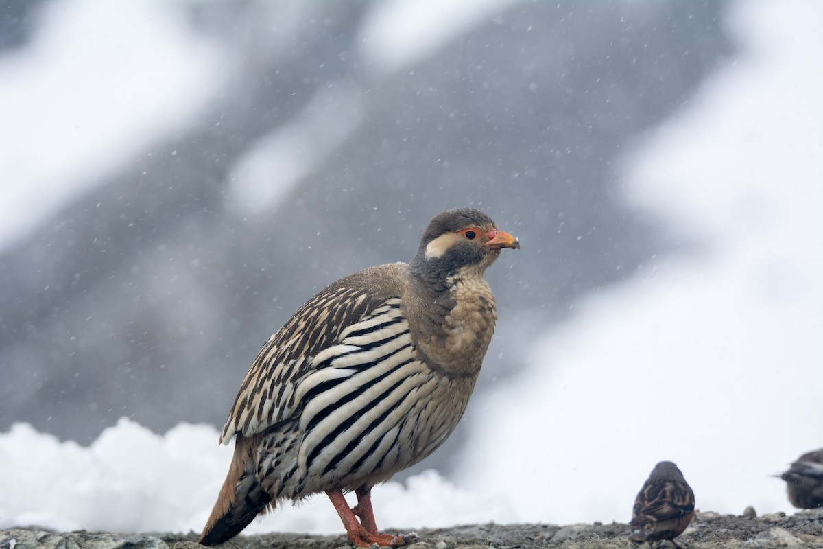 チベットセッケイ - ML643071541