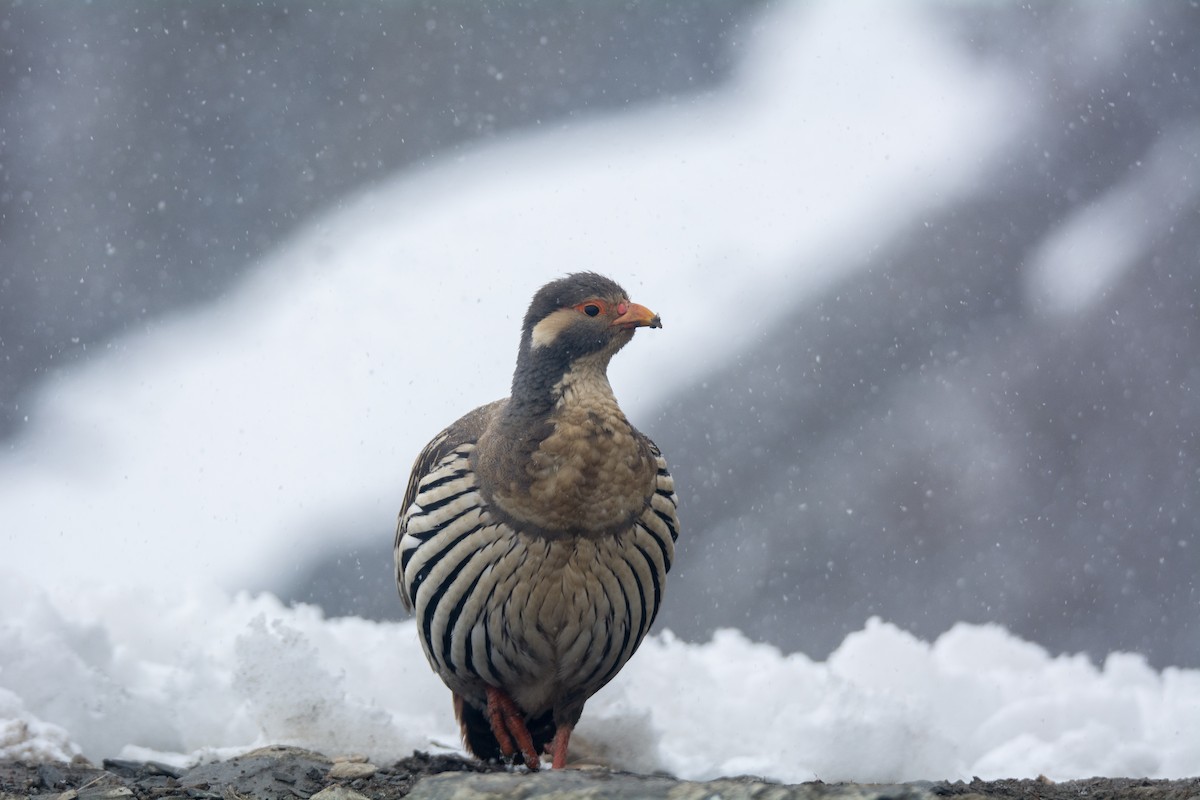 チベットセッケイ - ML643071543