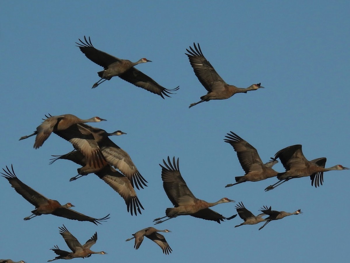 Sandhill Crane - ML643071555
